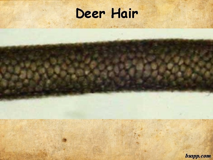 Deer Hair bsapp. com 