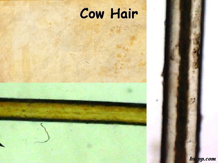 Cow Hair bsapp. com 