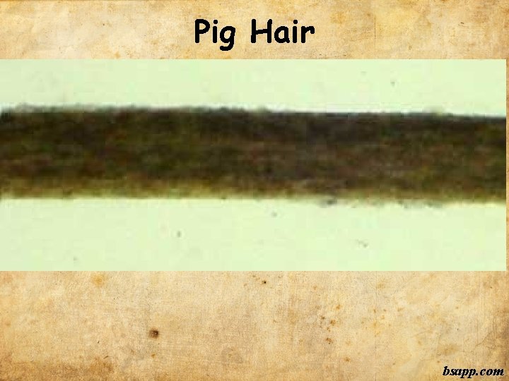 Pig Hair bsapp. com 