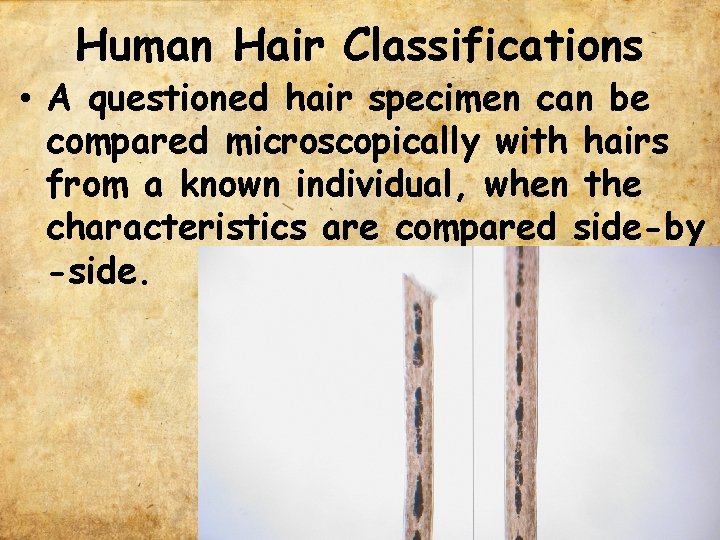 Human Hair Classifications • A questioned hair specimen can be compared microscopically with hairs