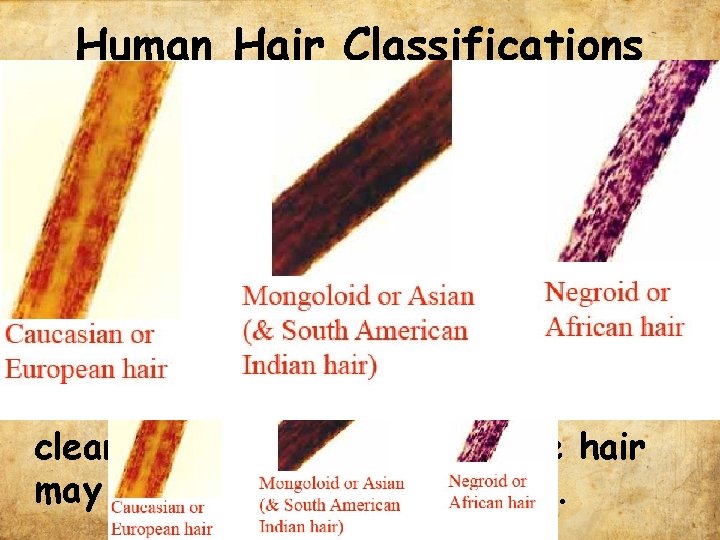 Human Hair Classifications • Human hairs can be classified by racial origin: – Caucasian