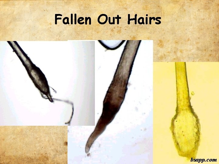 Fallen Out Hairs bsapp. com 