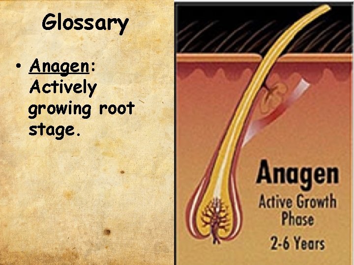 Glossary • Anagen: Actively growing root stage. 