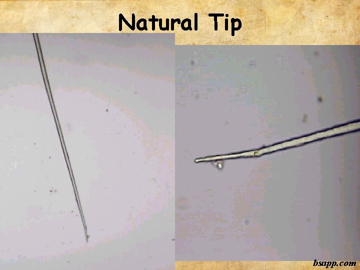 Natural Tip bsapp. com 