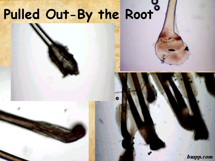 Pulled Out-By the Root bsapp. com 