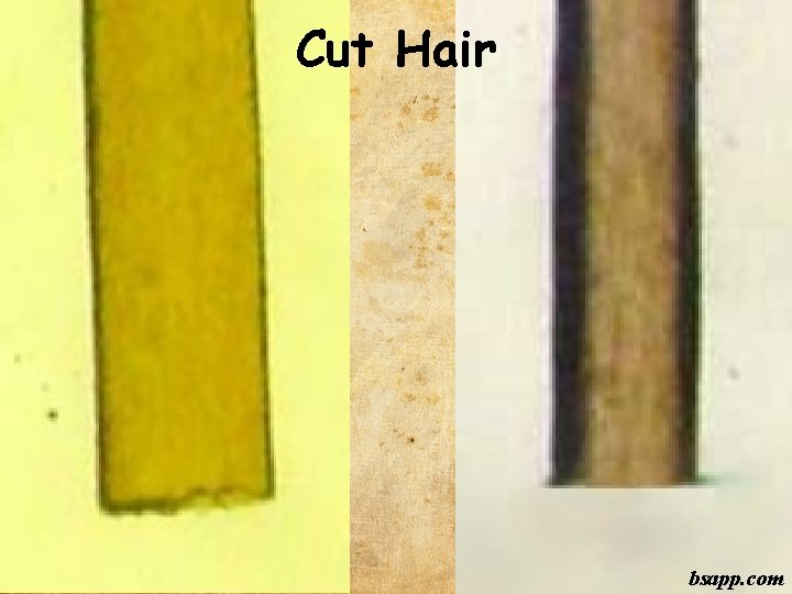 Cut Hair bsapp. com 