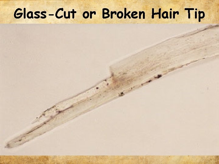 Glass-Cut or Broken Hair Tip 