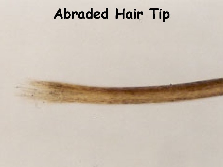 Abraded Hair Tip 