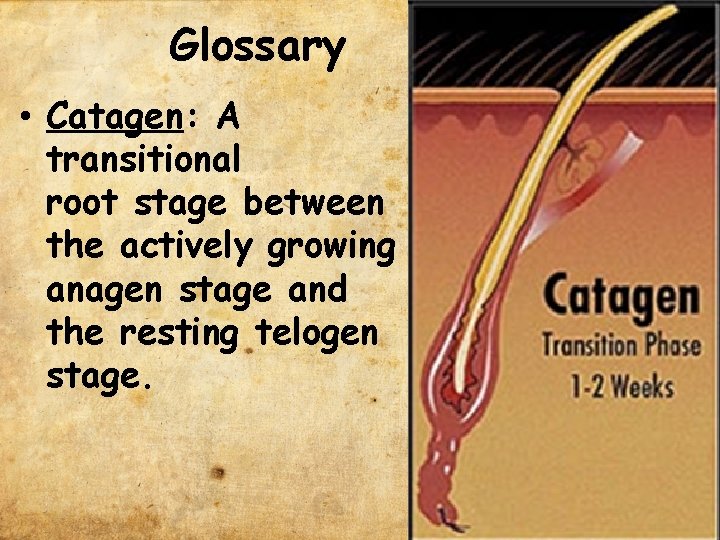 Glossary • Catagen: A transitional root stage between the actively growing anagen stage and