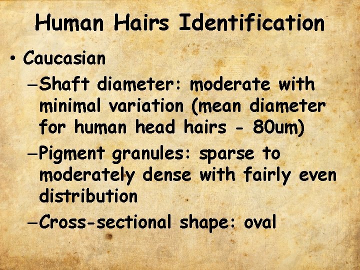 Human Hairs Identification • Caucasian – Shaft diameter: moderate with minimal variation (mean diameter