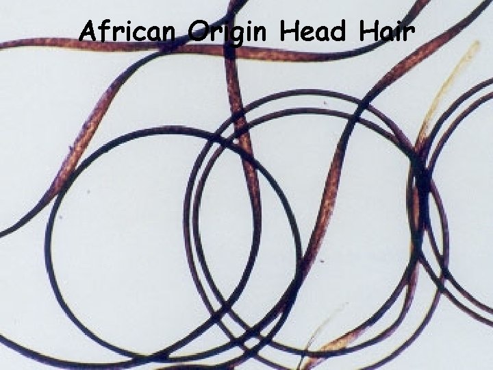 African Origin Head Hair 