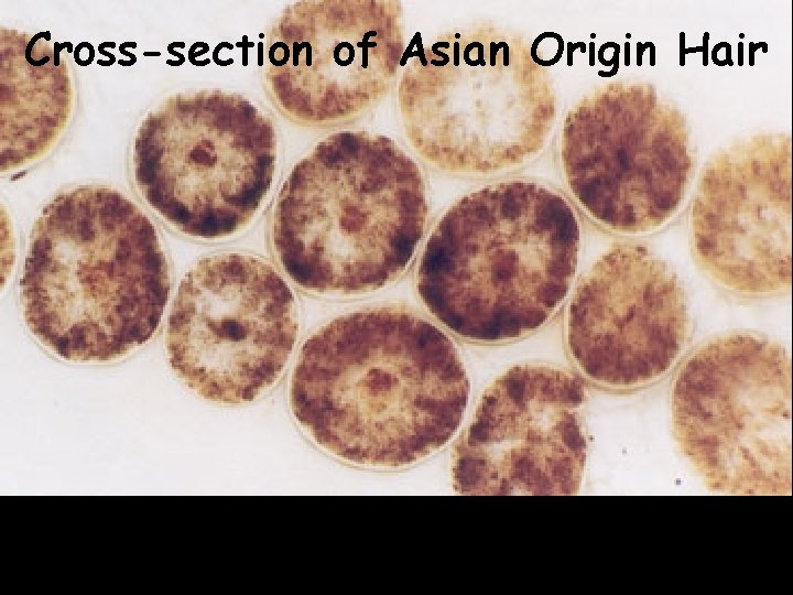 Cross-section of Asian Origin Hair 