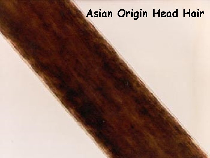 Asian Origin Head Hair 