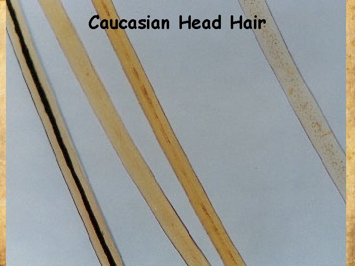 Caucasian Head Hair 