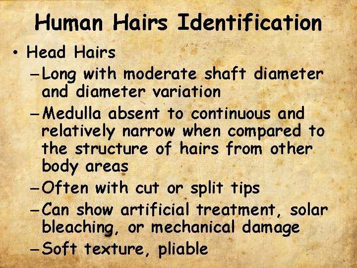 Human Hairs Identification • Head Hairs – Long with moderate shaft diameter and diameter