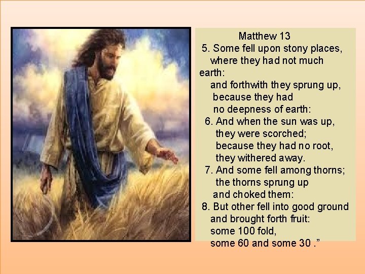 Matthew 13 5. Some fell upon stony places, where they had not much earth: