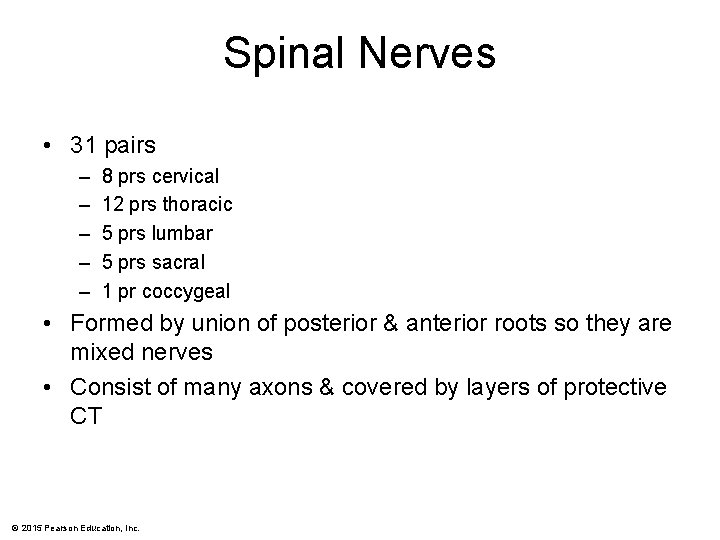 Spinal Nerves • 31 pairs – – – 8 prs cervical 12 prs thoracic