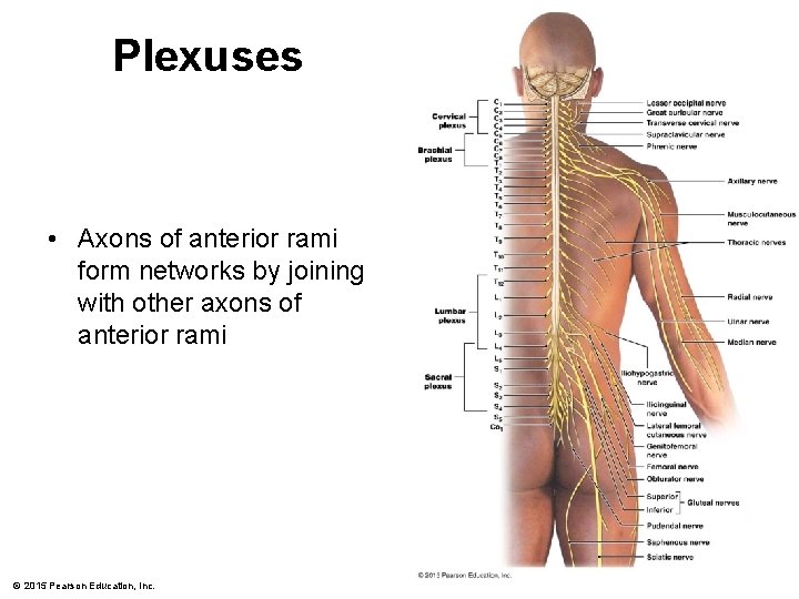 Plexuses • Axons of anterior rami form networks by joining with other axons of