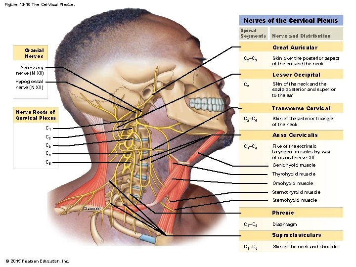 Figure 13 -10 The Cervical Plexus. Nerves of the Cervical Plexus Spinal Segments Nerve