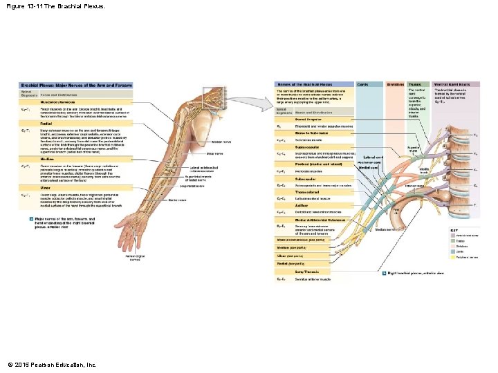 Figure 13 -11 The Brachial Plexus. © 2015 Pearson Education, Inc. 