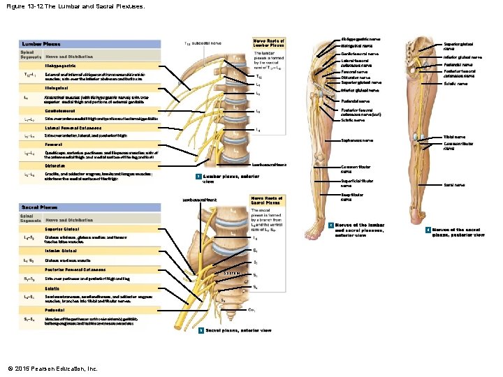 Figure 13 -12 The Lumbar and Sacral Plexuses. Nerve Roots of Lumbar Plexus Spinal