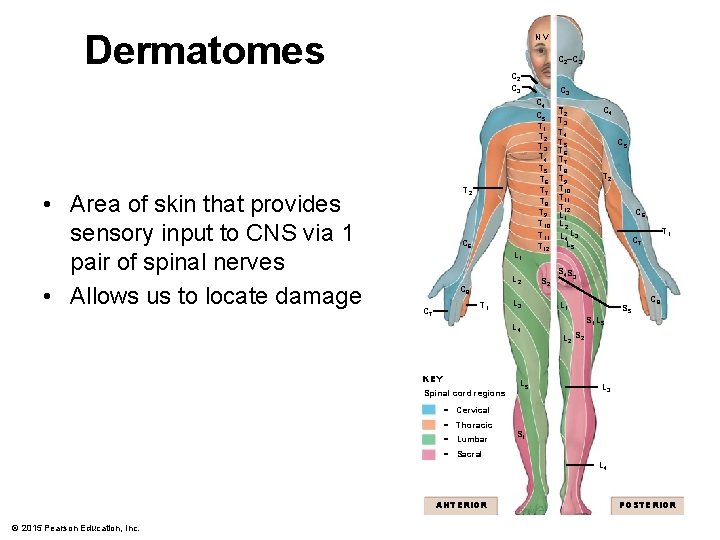 Dermatomes • Area of skin that provides sensory input to CNS via 1 pair
