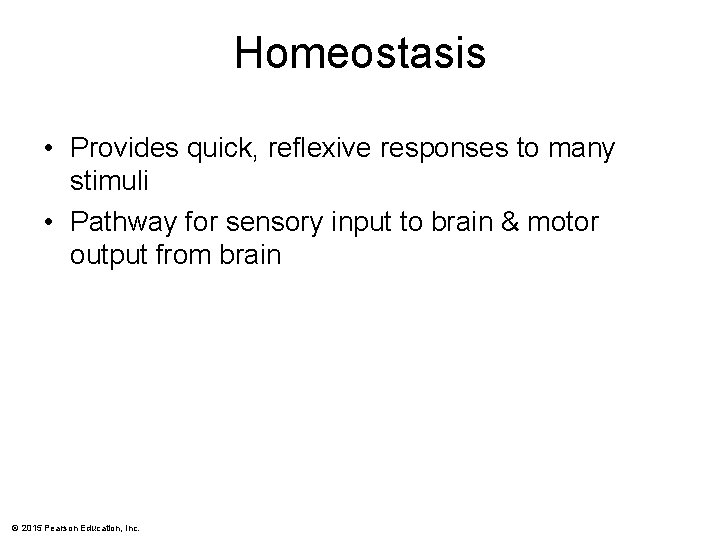 Homeostasis • Provides quick, reflexive responses to many stimuli • Pathway for sensory input