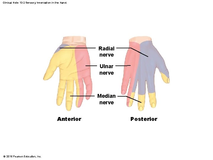 Clinical Note 13 -2 Sensory Innervation in the Hand. Radial nerve Ulnar nerve Median