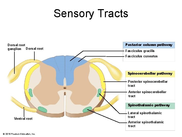 Sensory Tracts Dorsal root ganglion Dorsal root Posterior column pathway Fasciculus gracilis Fasciculus cuneatus