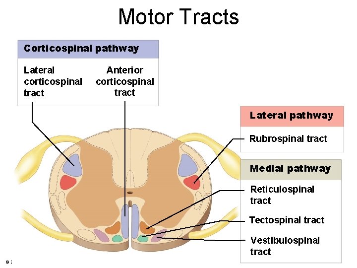 Motor Tracts Corticospinal pathway Lateral corticospinal tract Anterior corticospinal tract Lateral pathway Rubrospinal tract