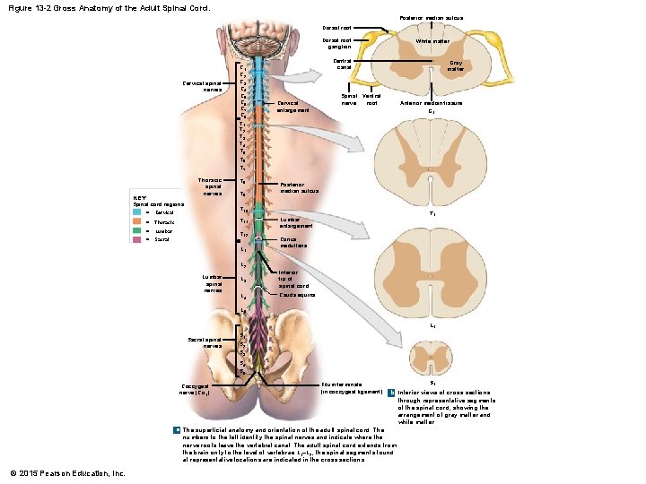 Figure 13 -2 Gross Anatomy of the Adult Spinal Cord. Posterior median sulcus Dorsal