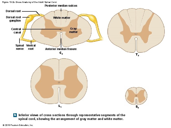 Figure 13 -2 b Gross Anatomy of the Adult Spinal Cord. Posterior median sulcus