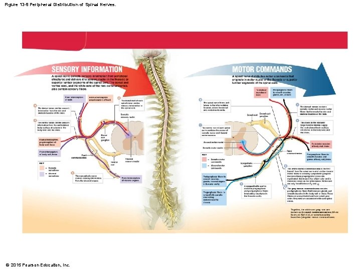 Figure 13 -8 Peripheral Distribution of Spinal Nerves. © 2015 Pearson Education, Inc. 