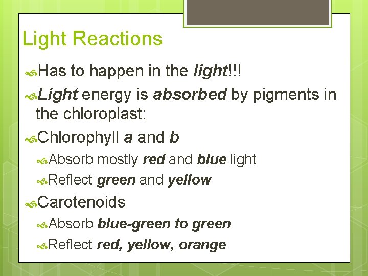 Light Reactions Has to happen in the light!!! Light energy is absorbed by pigments