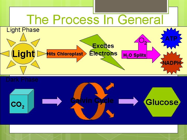 The Process In General Light Phase Light Hits Chloroplast Excites Electrons O 2 ATP