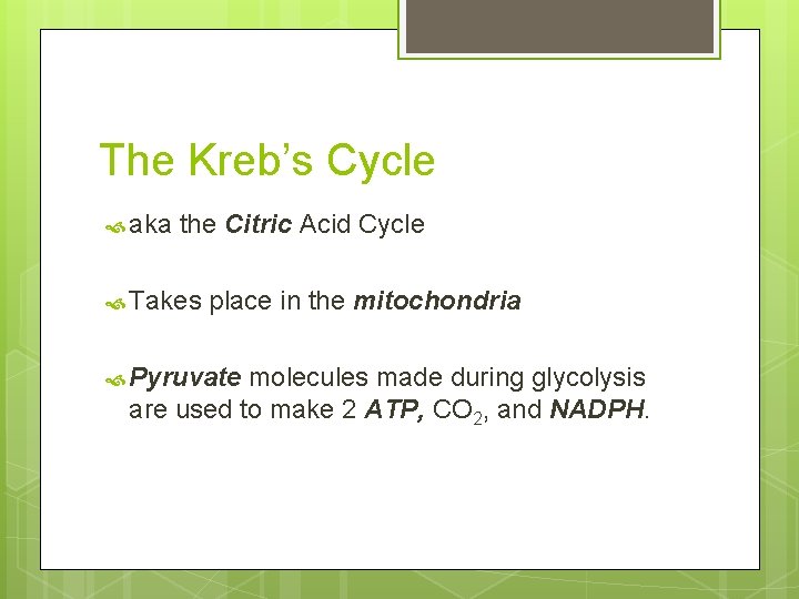 The Kreb’s Cycle aka the Citric Acid Cycle Takes place in the mitochondria Pyruvate