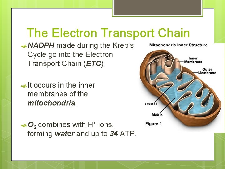 The Electron Transport Chain NADPH made during the Kreb’s Cycle go into the Electron