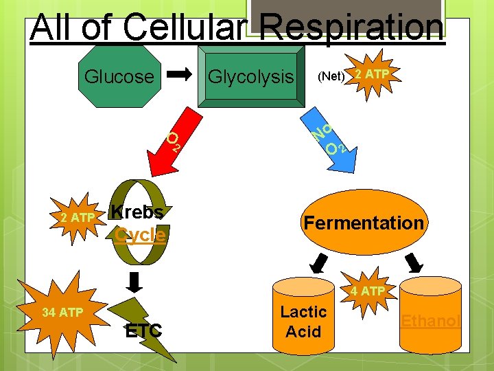 All of Cellular Respiration Glycolysis Glucose O 2 2 ATP Krebs Cycle (Net) 2