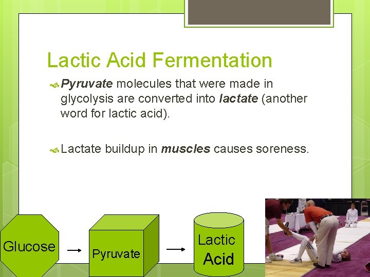 Lactic Acid Fermentation Pyruvate molecules that were made in glycolysis are converted into lactate