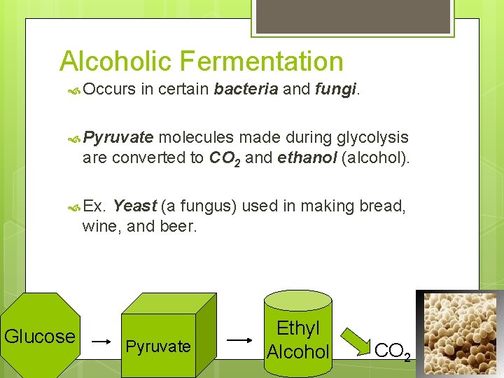 Alcoholic Fermentation Occurs in certain bacteria and fungi. Pyruvate molecules made during glycolysis are