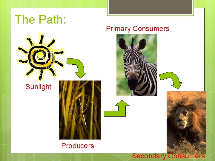 The Path: Primary Consumers Sunlight Producers Secondary Consumers 