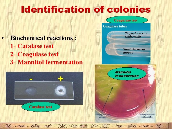 Identification of colonies Coagulase test • Biochemical reactions : 1 - Catalase test 2 Identification of colonies Coagulase test • Biochemical reactions : 1 - Catalase test 2