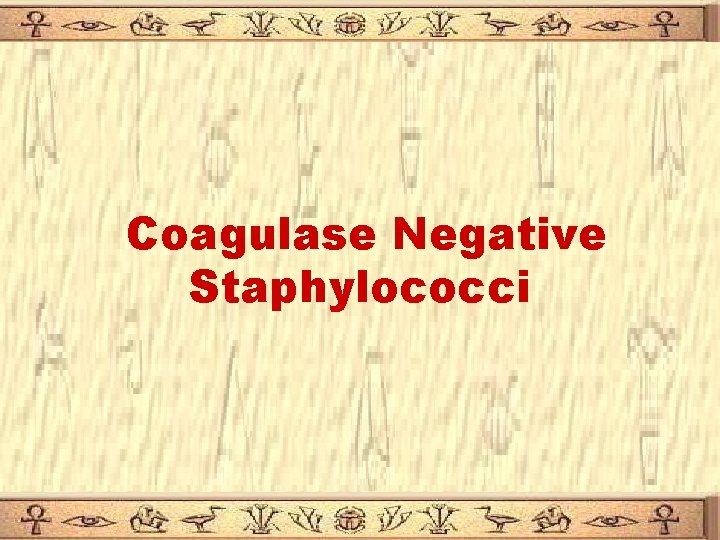 Coagulase Negative Staphylococci 