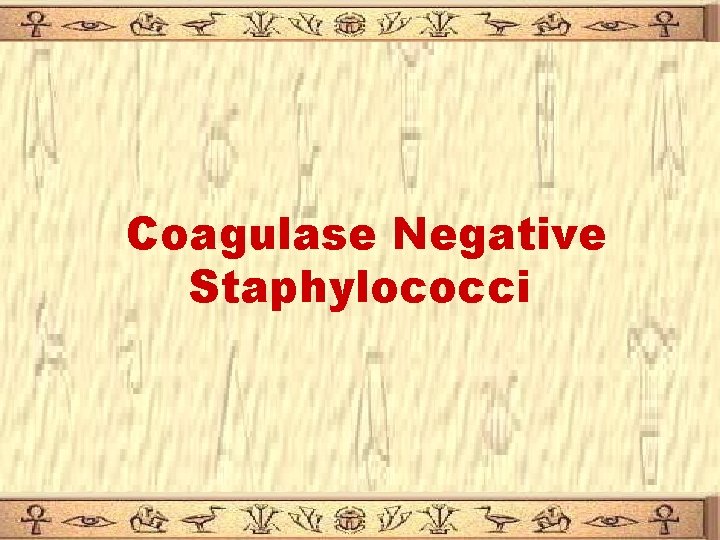 Coagulase Negative Staphylococci Coagulase Negative Staphylococci
