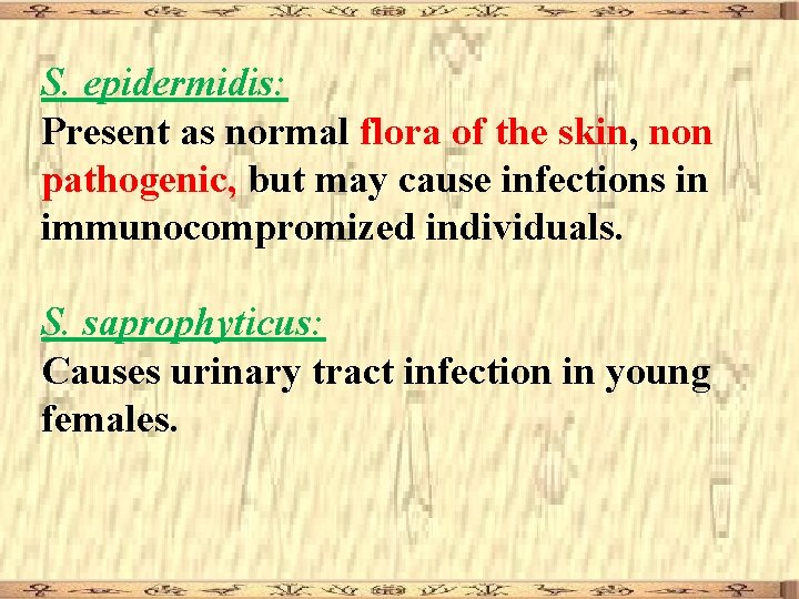 S. epidermidis: Present as normal flora of the skin, non pathogenic, but may cause