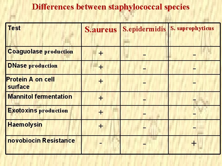 Differences between staphylococcal species Test S. aureus S. epidermidis Coaguolase production + DNase production Differences between staphylococcal species Test S. aureus S. epidermidis Coaguolase production + DNase production