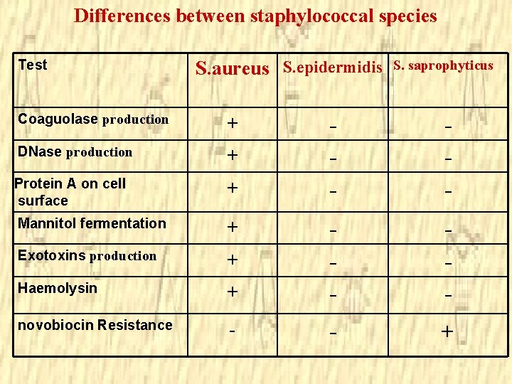 Differences between staphylococcal species Test S. aureus S. epidermidis Coaguolase production + DNase production