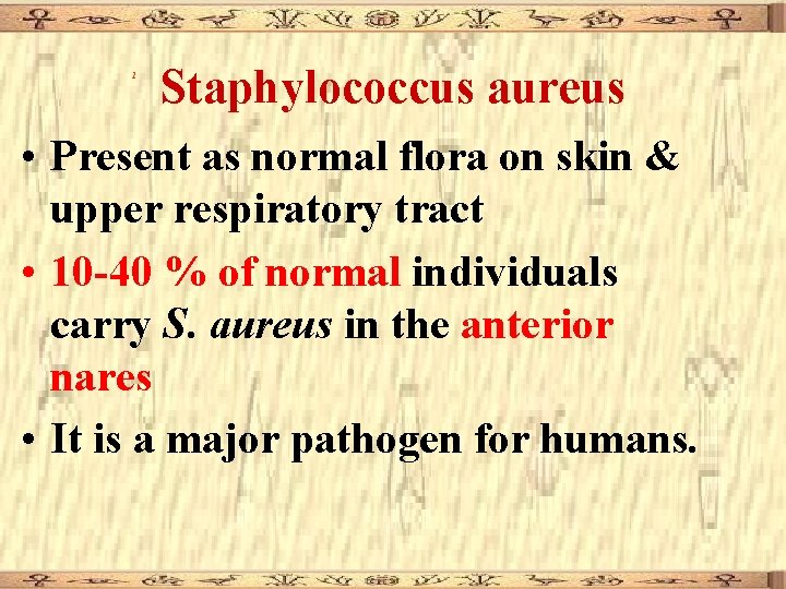 1 Staphylococcus aureus • Present as normal flora on skin & upper respiratory tract