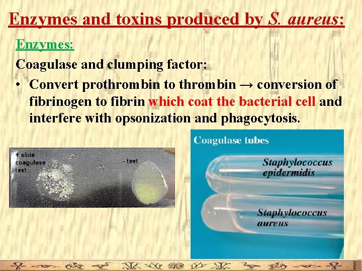 Enzymes and toxins produced by S. aureus: Enzymes: Coagulase and clumping factor: • Convert