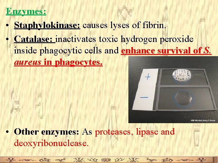 Enzymes: • Staphylokinase: causes lyses of fibrin. • Catalase: inactivates toxic hydrogen peroxide inside